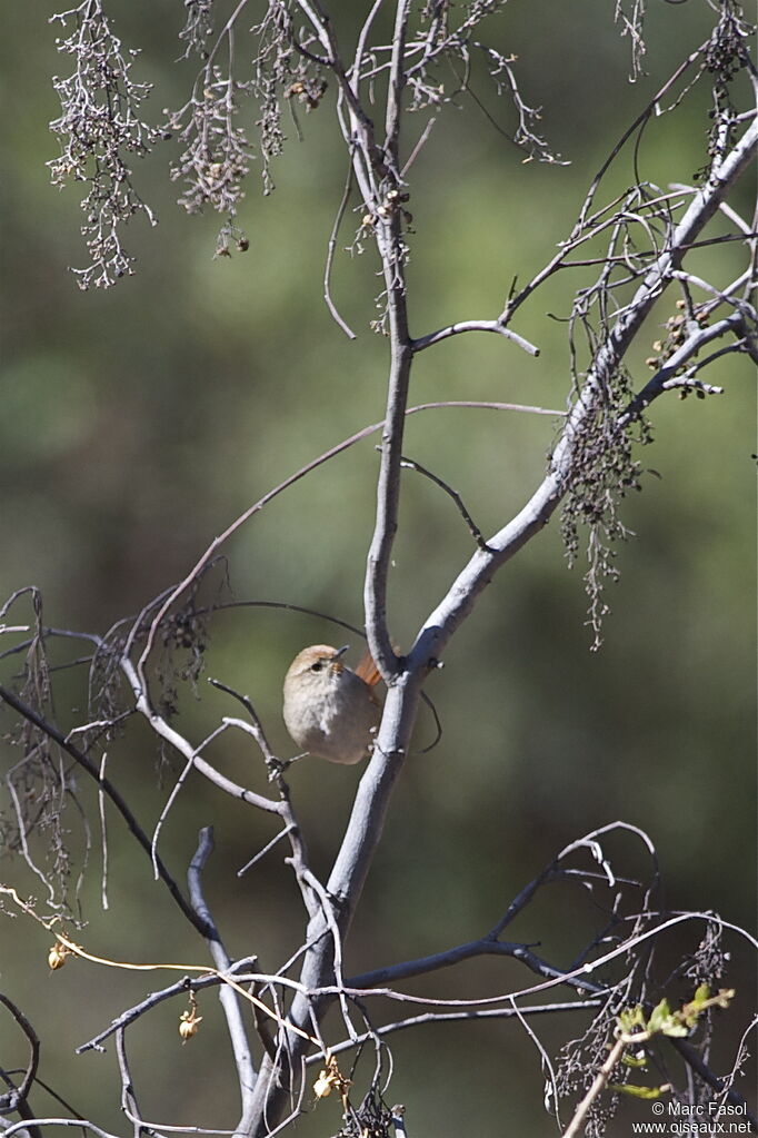 Rusty-fronted Canasteroadult, identification, Behaviour