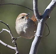 Rusty-fronted Canastero