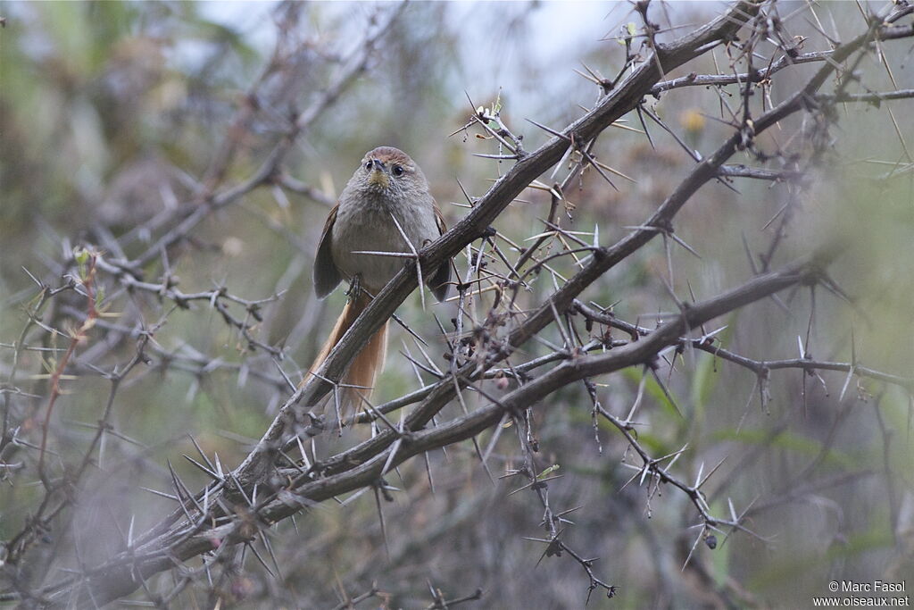 Rusty-fronted Canasteroadult, identification