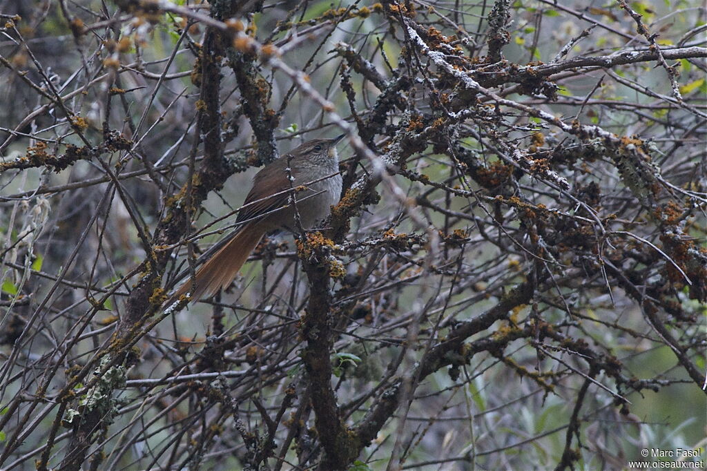 Rusty-fronted Canasteroadult, identification