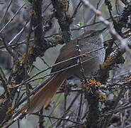 Rusty-fronted Canastero