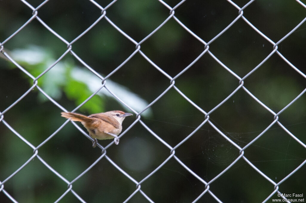 Rufous-fronted Thornbirdadult, identification