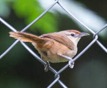 Rufous-fronted Thornbird