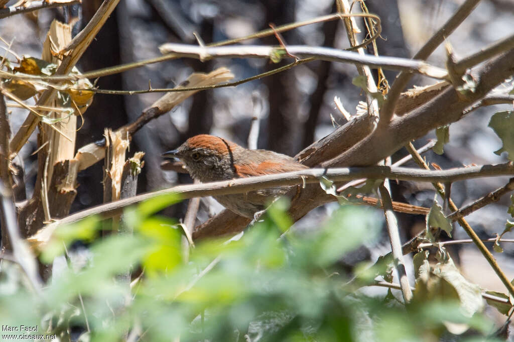 Sooty-fronted Spinetailadult, fishing/hunting