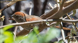 Sooty-fronted Spinetail