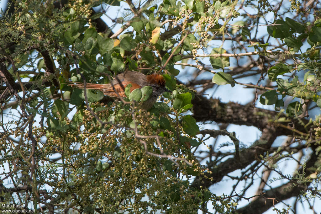 Sooty-fronted Spinetailadult, habitat, pigmentation