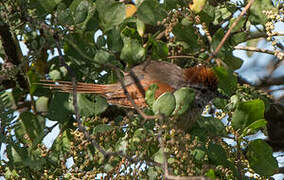 Sooty-fronted Spinetail