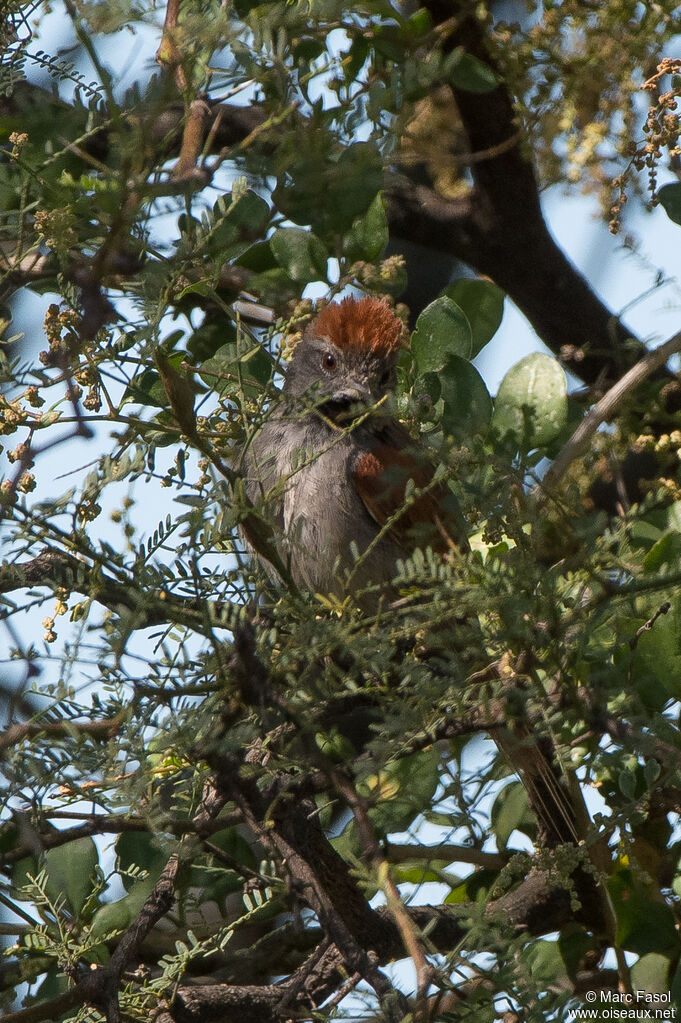 Sooty-fronted Spinetailadult, identification