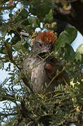 Sooty-fronted Spinetail