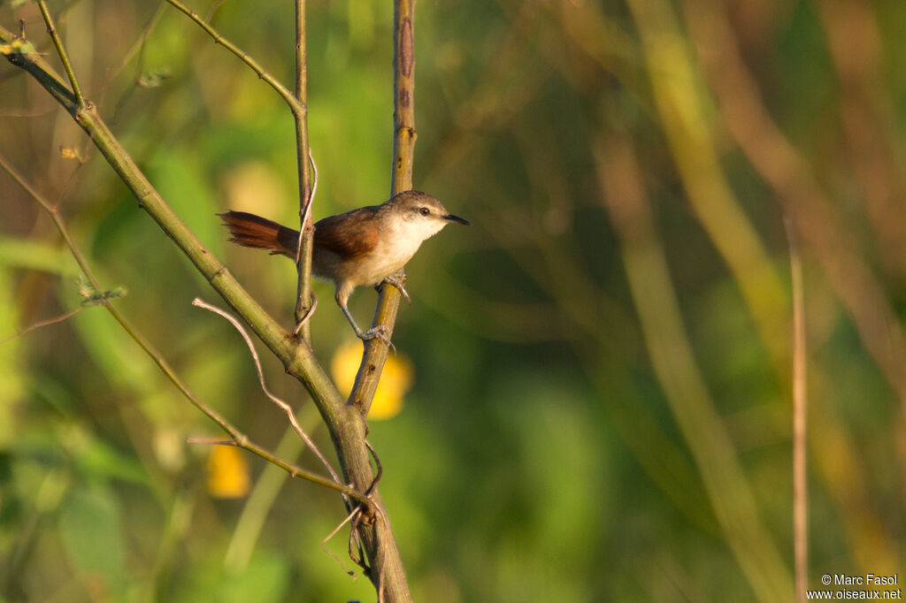 Yellow-chinned Spinetailadult, identification
