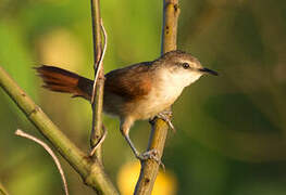 Yellow-chinned Spinetail