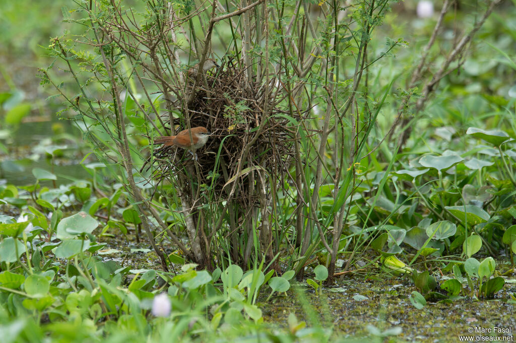 Yellow-chinned Spinetailadult breeding, Reproduction-nesting