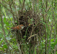 Yellow-chinned Spinetail