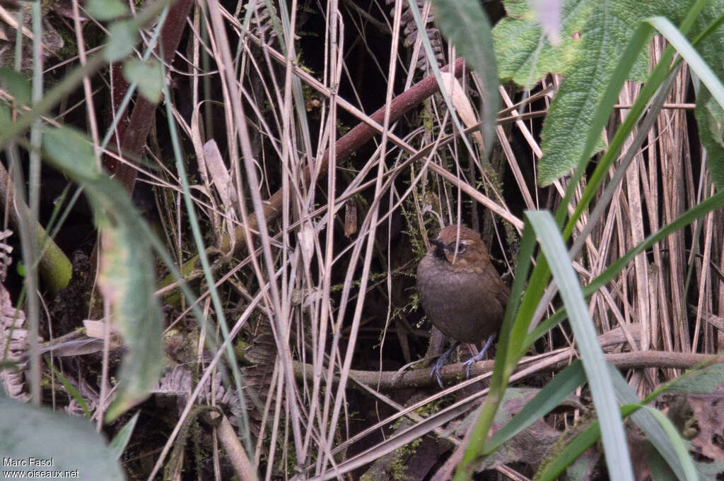 Black-throated Thistletailadult, identification