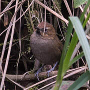 Black-throated Thistletail