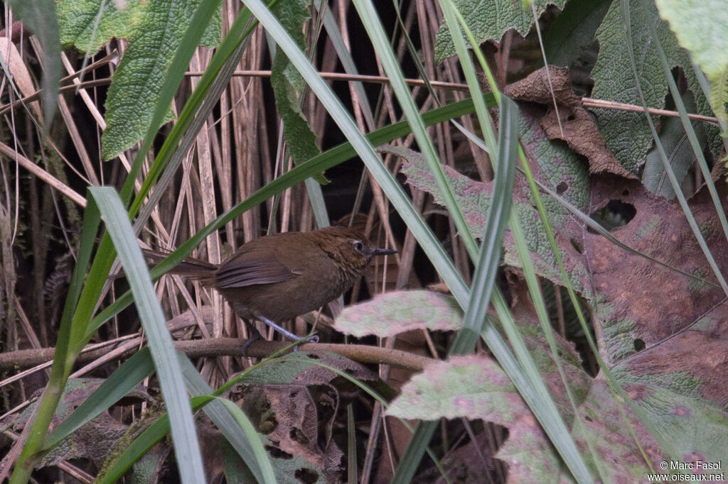 Black-throated Thistletailadult, identification