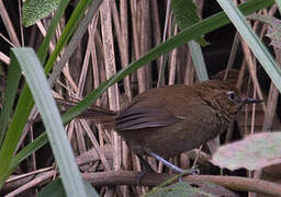 Black-throated Thistletail