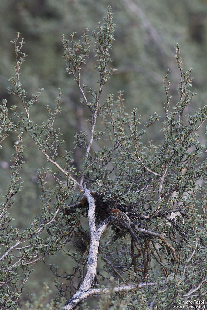 White-browed Tit-Spinetailadult, identification