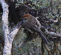 White-browed Tit-Spinetail