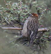 White-browed Tit-Spinetail