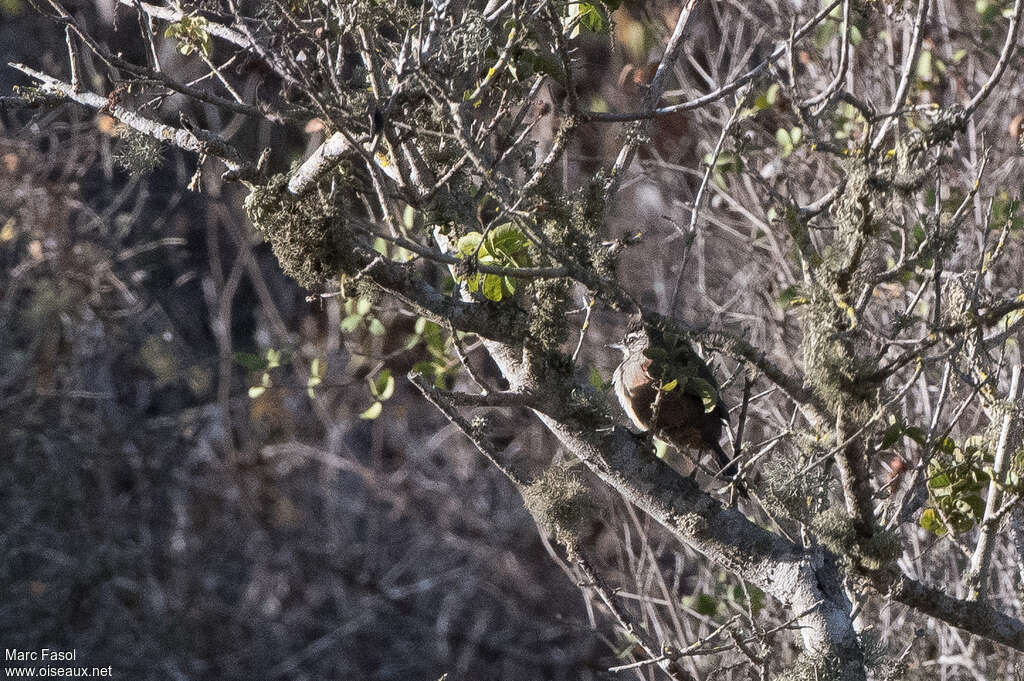 Dusky-tailed Canasteroadult, camouflage