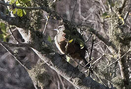 Dusky-tailed Canastero