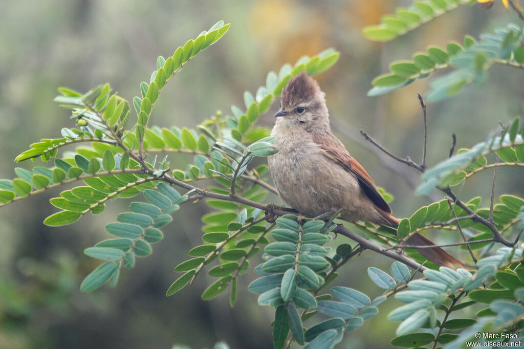 Brown-capped Tit-Spinetailadult, identification