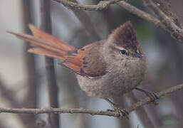 Brown-capped Tit-Spinetail