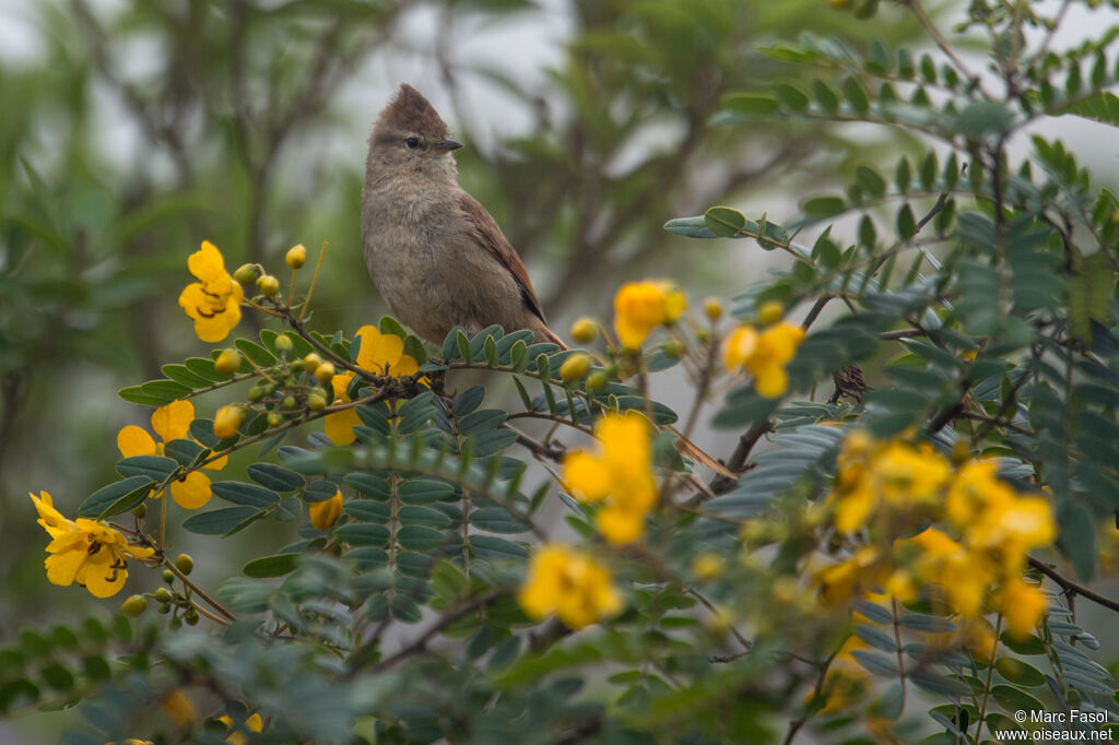 Brown-capped Tit-Spinetail