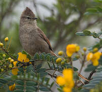 Brown-capped Tit-Spinetail