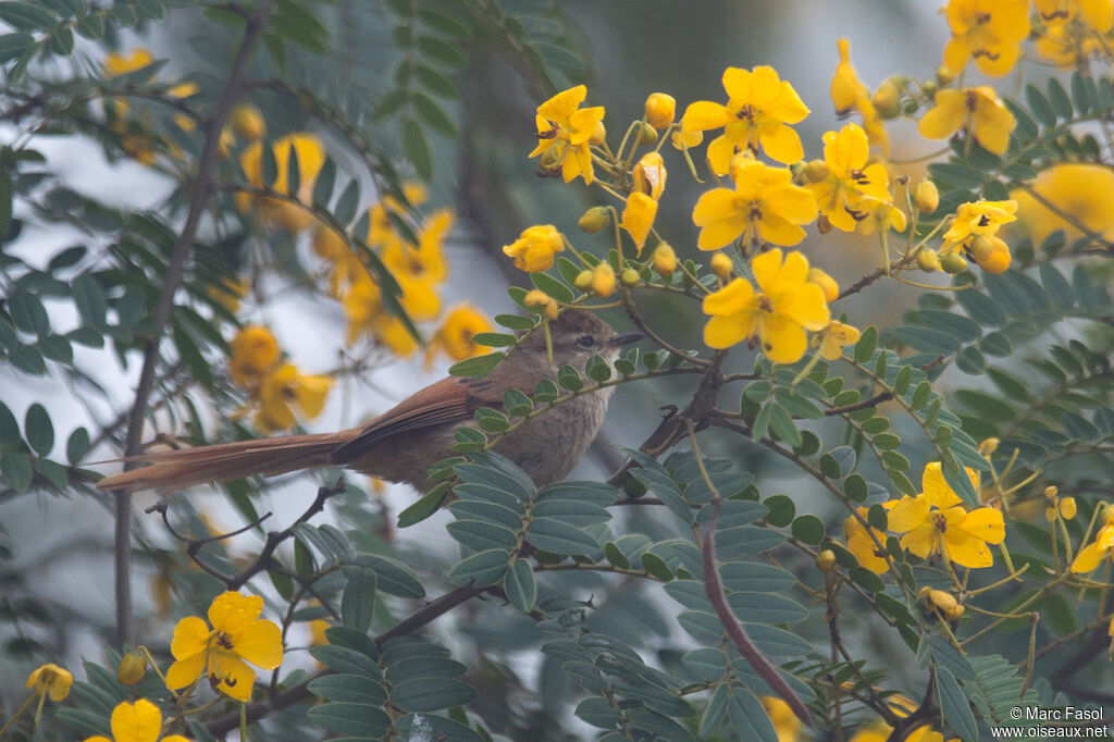 Brown-capped Tit-Spinetailadult, identification