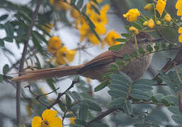 Brown-capped Tit-Spinetail