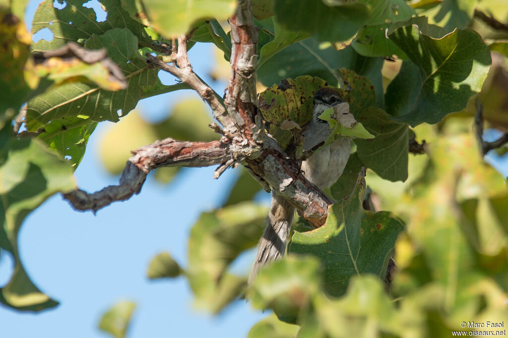 Pale-breasted Spinetailadult, identification