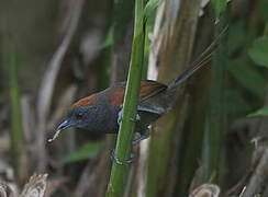 Slaty Spinetail