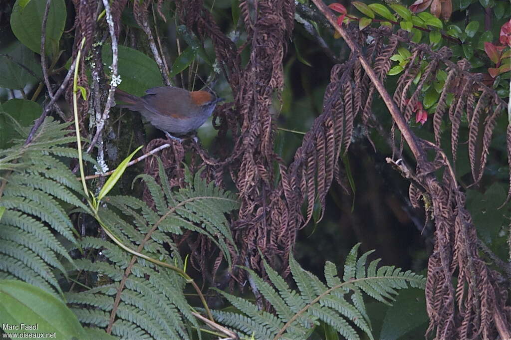 Synallaxe d'Azaraadulte, habitat, pigmentation