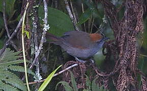 Azara's Spinetail