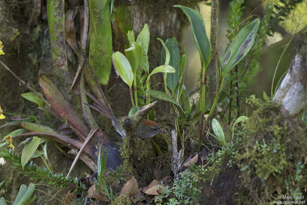 Synallaxe d'Azaraadulte, identification