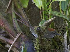 Azara's Spinetail