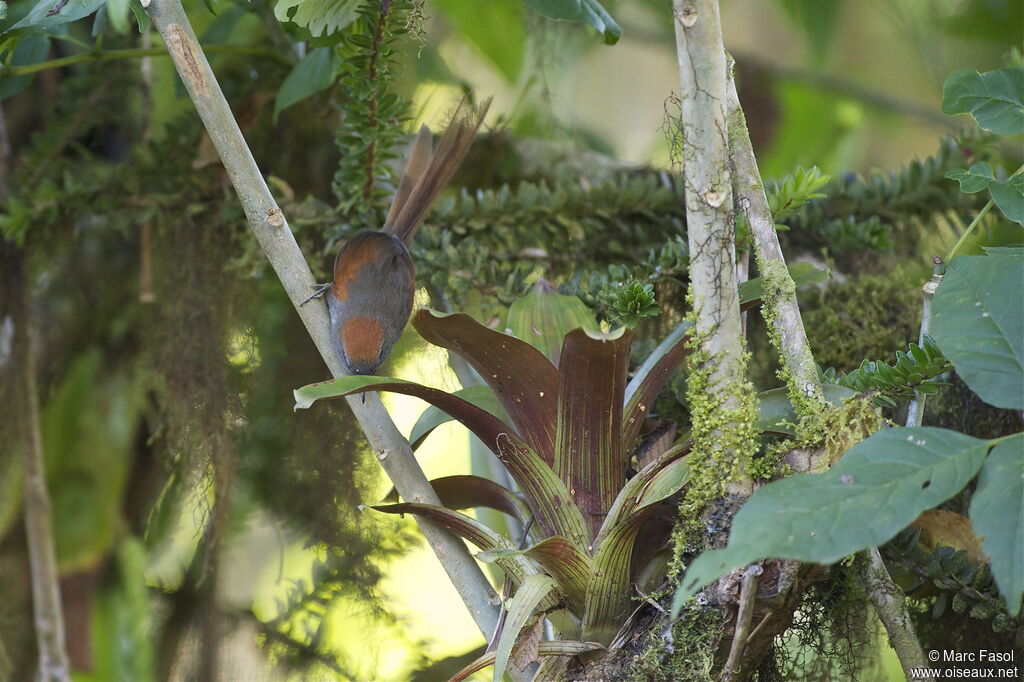 Synallaxe d'Azaraadulte, identification, Comportement