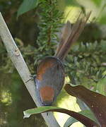 Azara's Spinetail