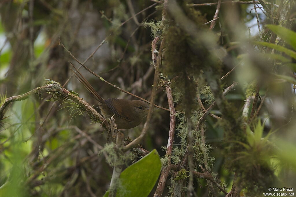 Azara's Spinetailjuvenile, identification, Behaviour