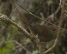 Azara's Spinetail