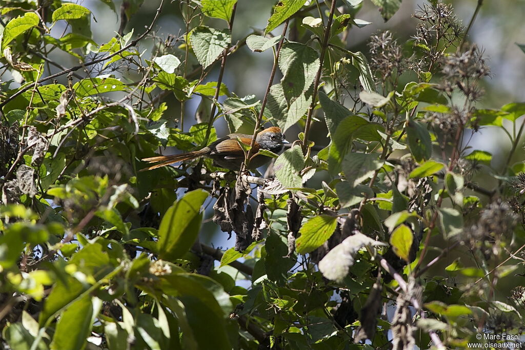 Azara's Spinetailadult, identification, Behaviour