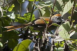 Azara's Spinetail