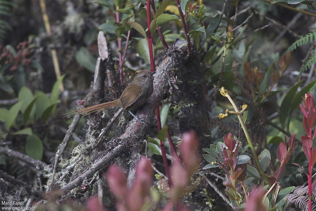 Azara's Spinetailimmature, identification