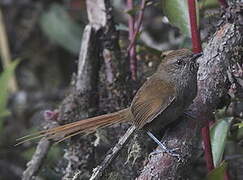 Azara's Spinetail