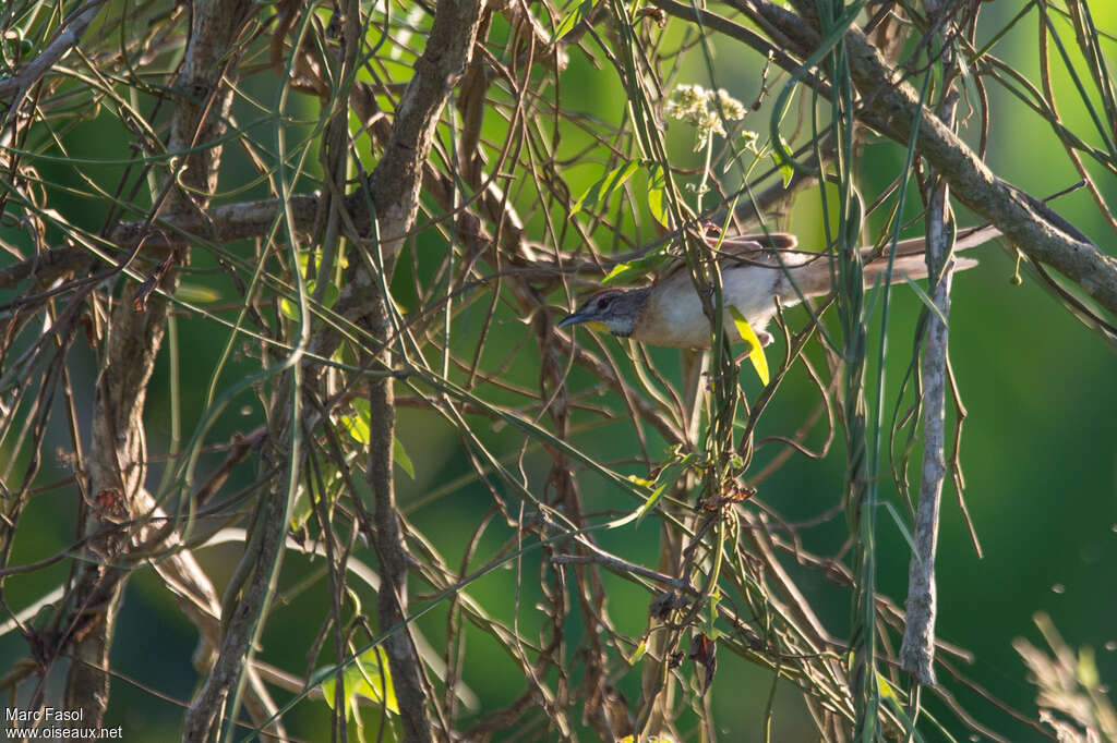 Synallaxe damieradulte, habitat