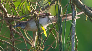 Chotoy Spinetail