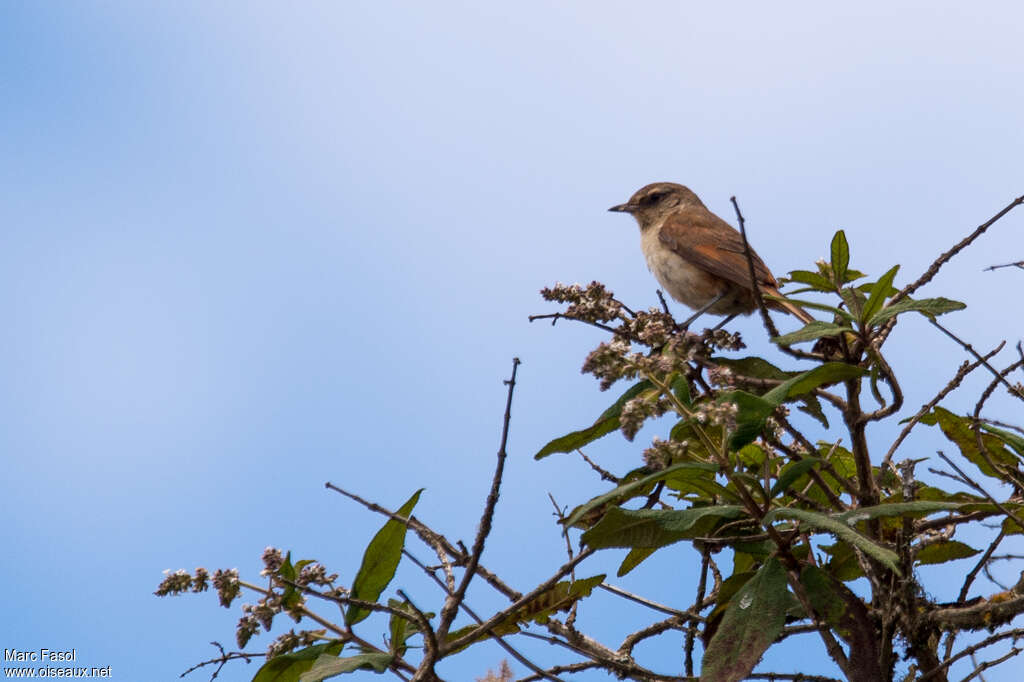 Berlepsch's Canastero male adult, identification