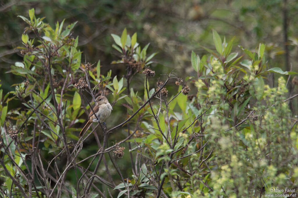 Berlepsch's Canasteroadult, identification, habitat